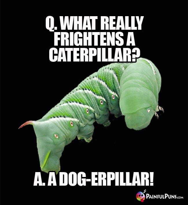 Q. What really frightens a caterpillar? a. a Dog-erpillar!