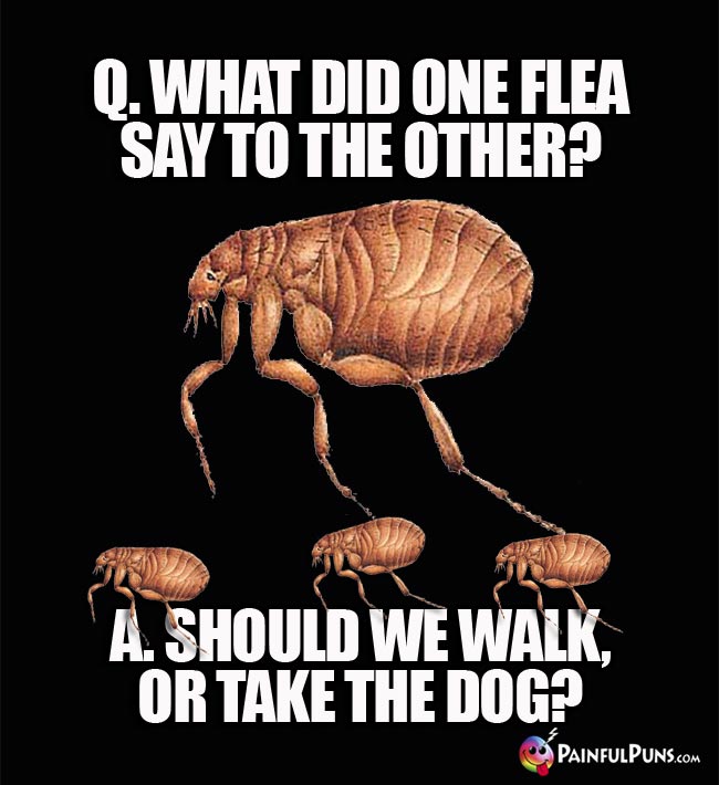 Q. What did one flea say to the other? A. Should we walk, or take the dog?