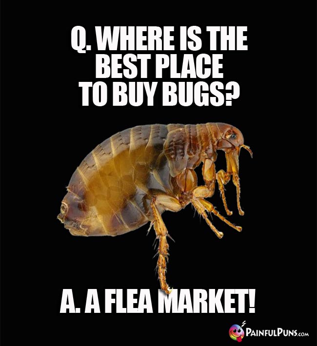 Q. Where is the best place to buy bugs? A. A flea market!