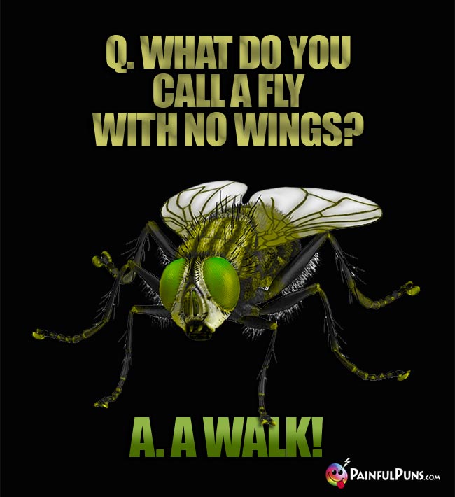 Q. What do you call a fly with no wigs? A. A walk!
