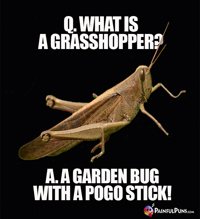 Q. what is a grasshopper? A. a garden bug with a pogo stick!