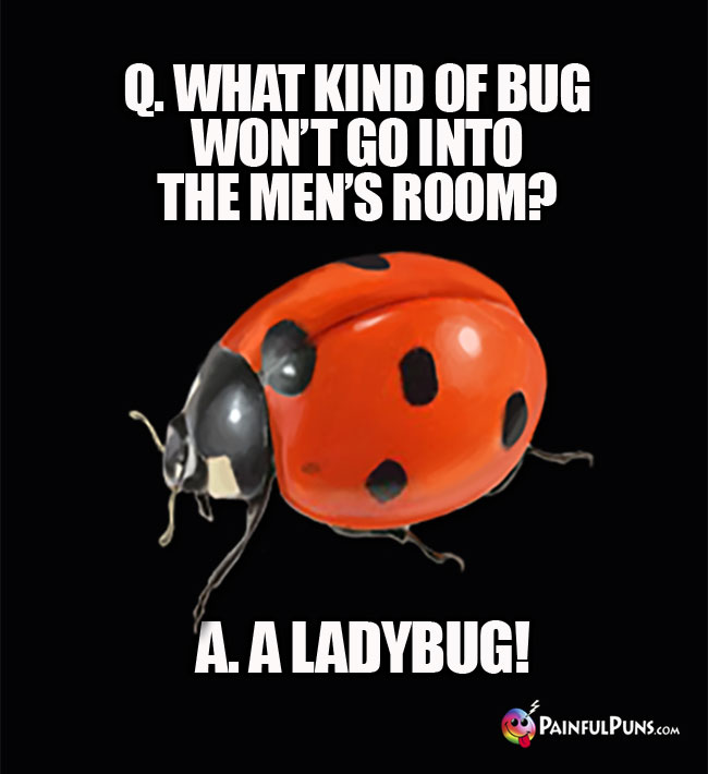 q. What kind of dog won't go into the men's room?  A. A Ladybug!