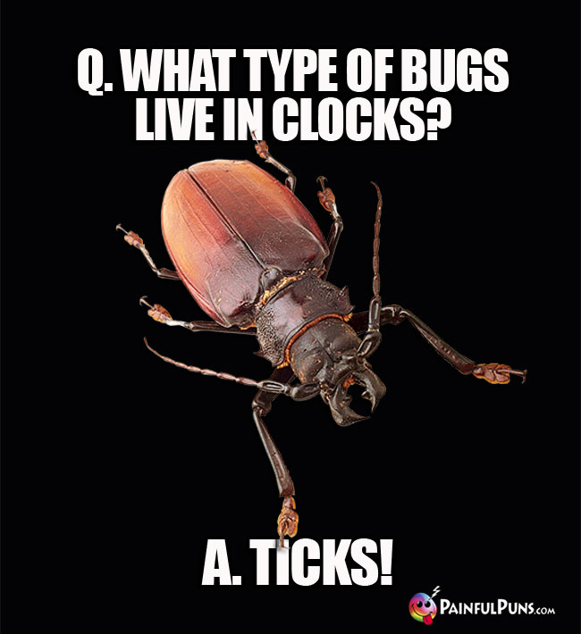 Q. What type of bugs live in clocks? A. Ticks!