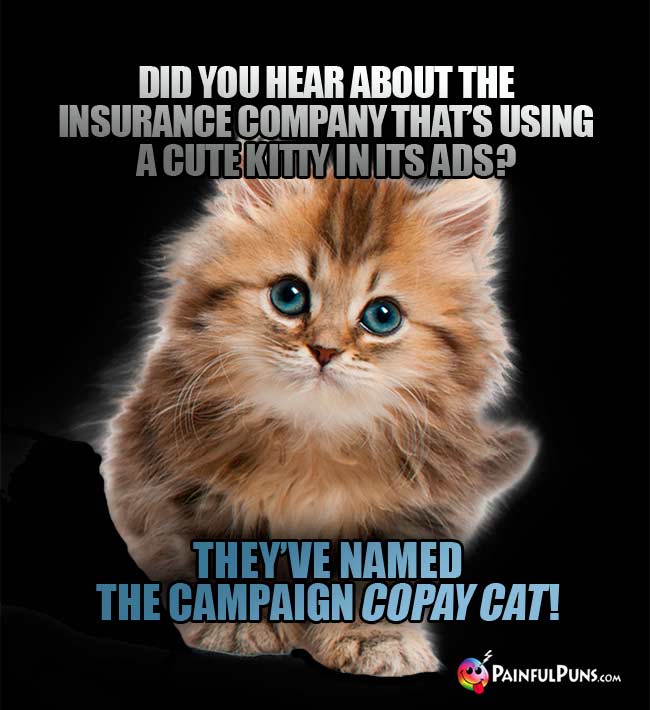 Did you hear about the insurance company that's using a cute kitty in its ads? They've named the campaign CoPay Cat!