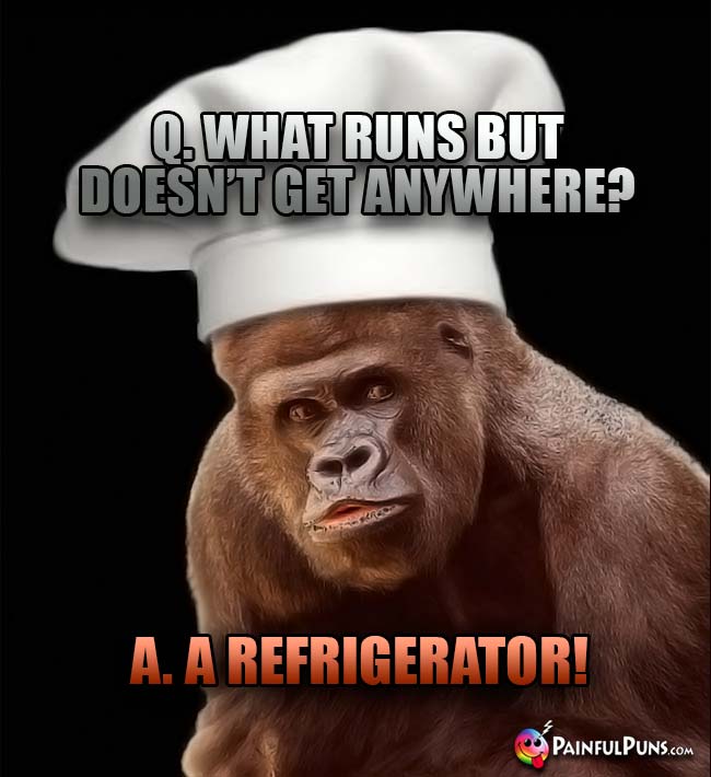 Gorilla Chef Asks: What runs but doesn't get anywhere? A. A refrigerator!