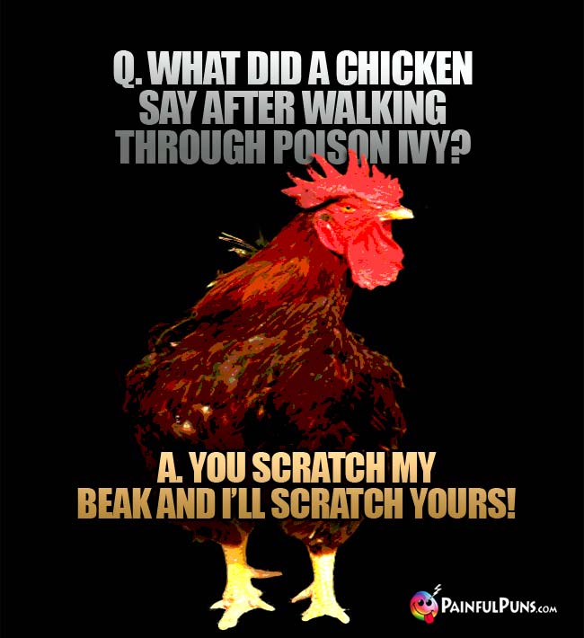 Q. What did a chicken say after walking through poison ivy? A. You scratch my beak and 'll scrach yours!