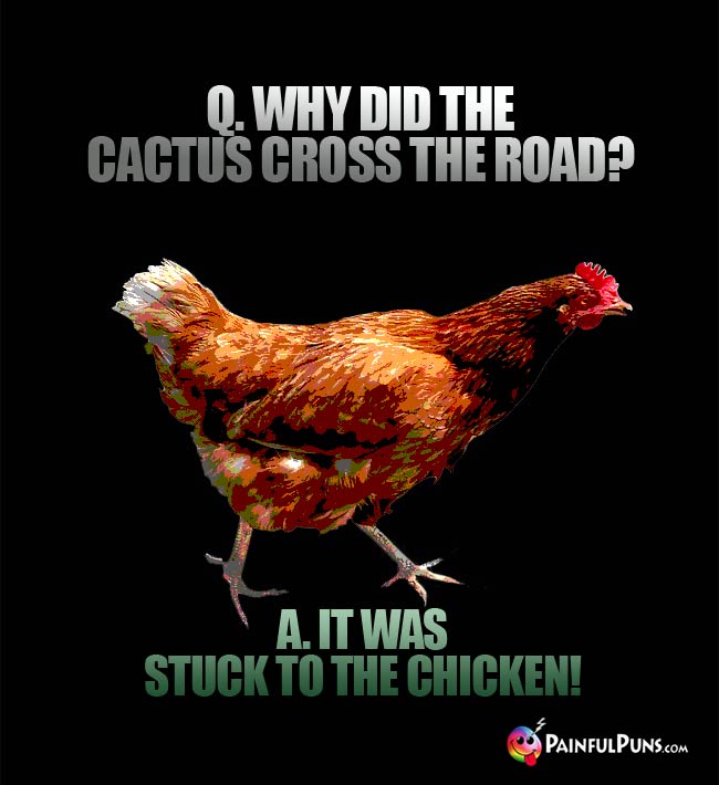 Q. Why did the cactus cross the road? A.  It was stuck to the chicken!