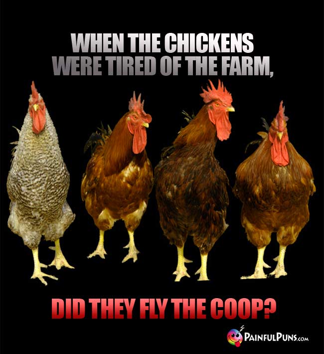 When the chickens were tired of the farm, did they fly the coop!