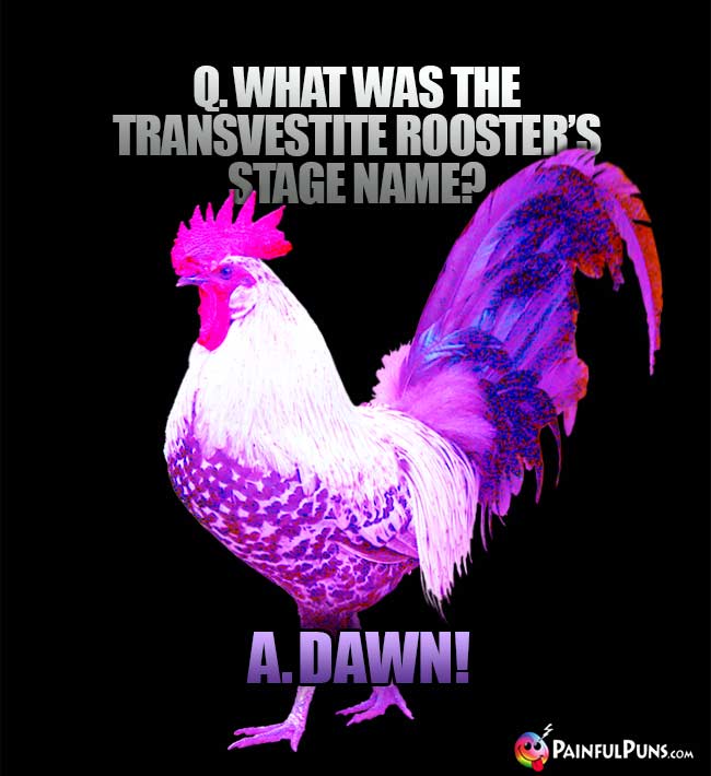 Q. What was teh transvestite rooster's stage name? A. Dawn!
