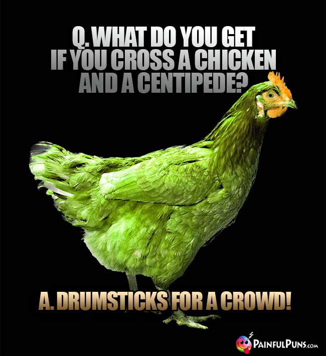 Q. What do you get if you cross a chicken and a centipede? A. Drumsticks for a crowd!