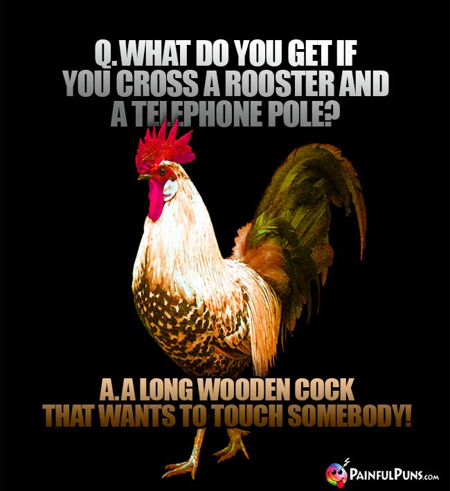 Q. What do you get if you cross a rooster and a telephone pole? A. A long wooden cock that wants to touch somebody!