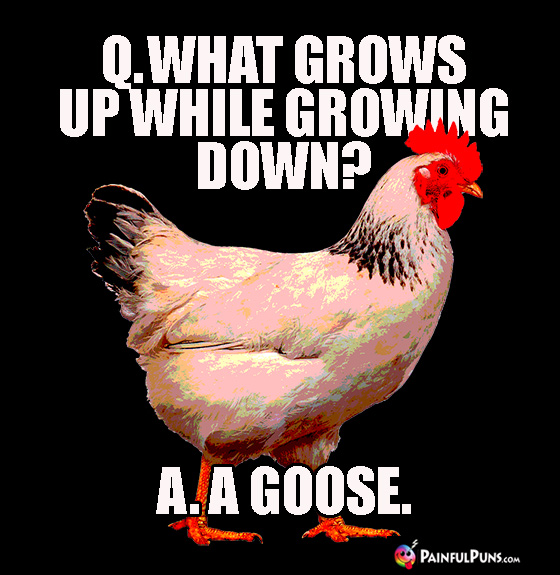 Q. What grows up while growing down? A. A Goose
