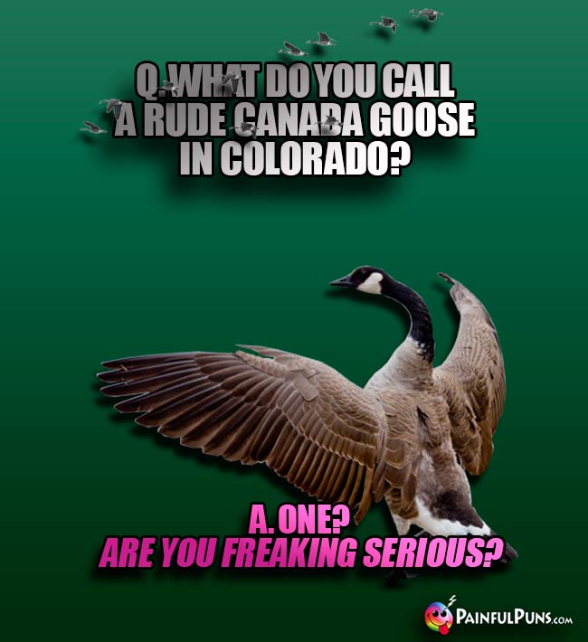 Q. What do you call a rude Canada goose in Colorado? A. One? Are you freaking serious?
