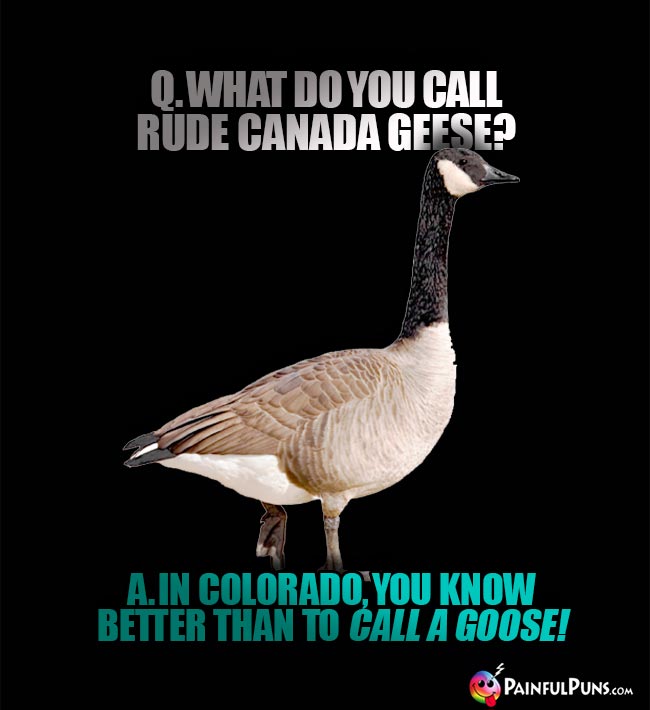 Q. What do you call rude Canada geese? A. In Colorado, you know better than to call a goose!