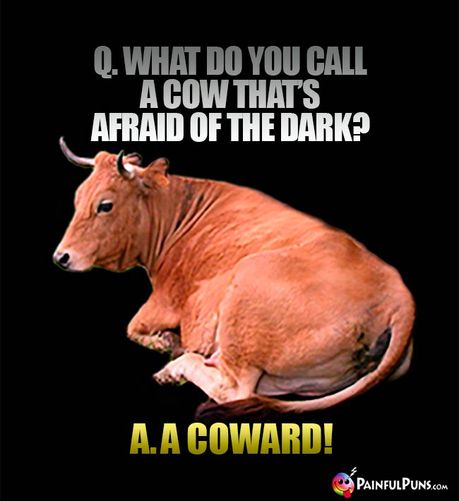 Q. What do you call a cow that's afraid of the dark? A. A coward!