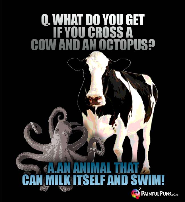 Q What do you get if you cross a cow and an octopus? A. An animal that can milk itself and swim!