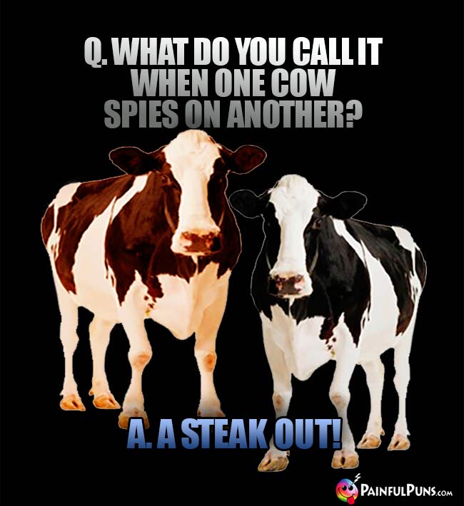 Q. What do you call it when one cow spies on another? A. A steak out!