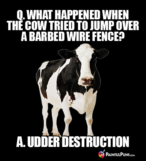 Q. What happened when the cow  tried to jump over a barbed wire fence? A. Udder Destruction