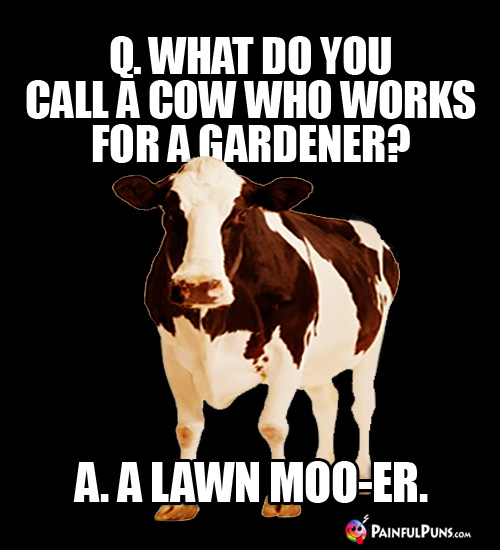 Q. What do you call a cow who works for a gardener? A. A Lawn Moo-er.