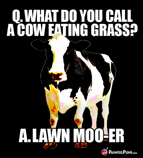 Q. What do you call a cow eating grass? A. Lawn Moo-er