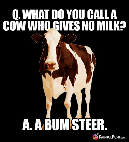 Q. What do you call a cow who gives no milk? A. A Bum Steer