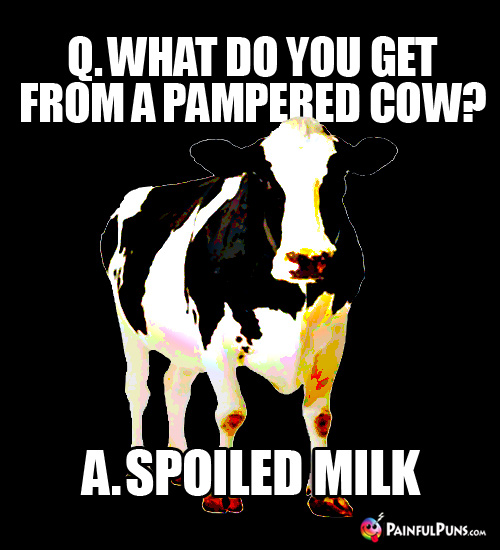 Q. What do you get from a pampered cow? A. Spoiled Milk