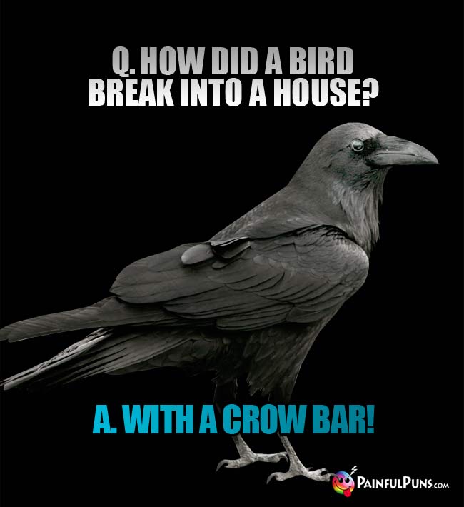 Q.. How did a bird break into a house? a. With a crow bar!