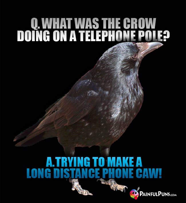 Q. What was the crow doing on a telephone pole? a. trying to make a long distance phone caw!
