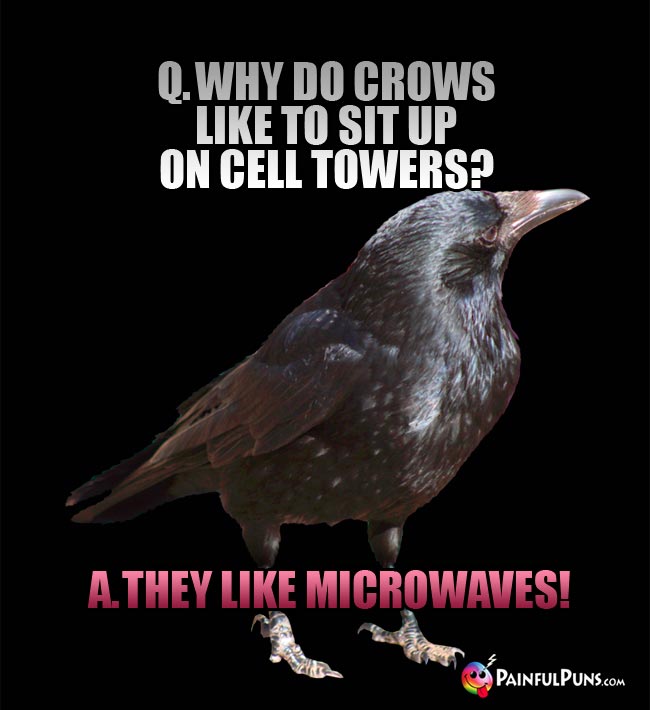 Q. Why do crows like to sit up on cell towers? a. They like microwaves!