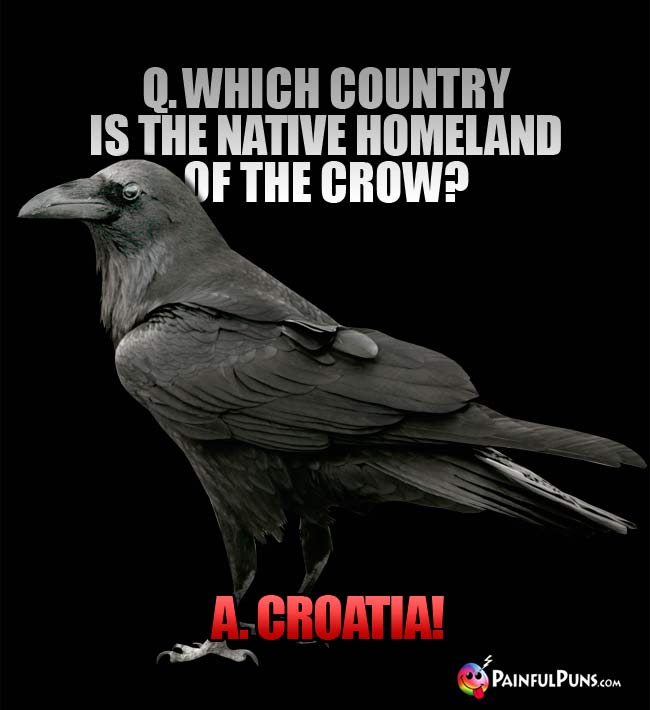 Q. Which country is the native homeland of the crow? A. Croatia!