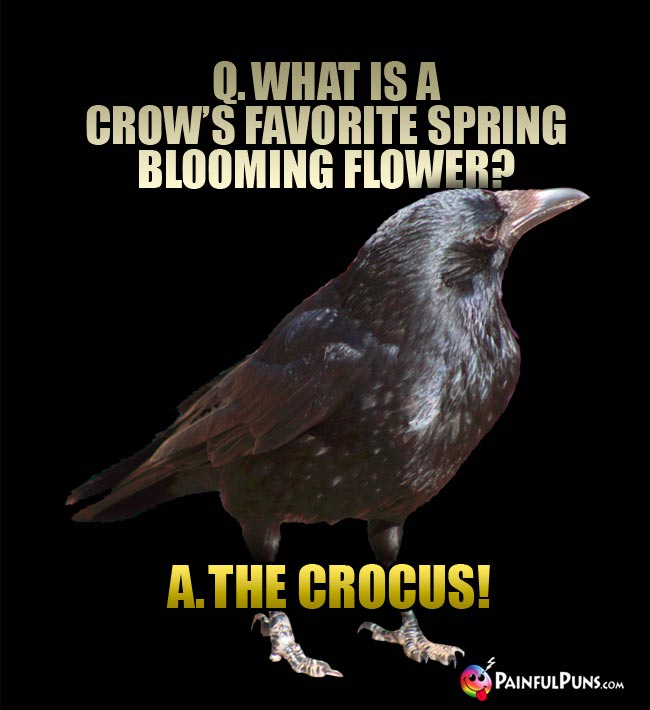 Q. what is a crow's favorite spring blooming flower? A. The Crocus!