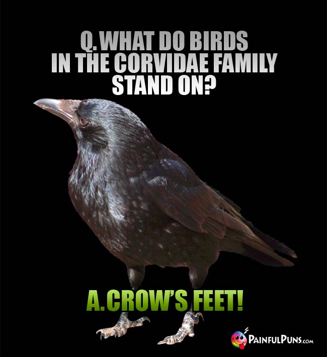 Q. What do birds in the corvidae family stand on? A. Crow's feet!