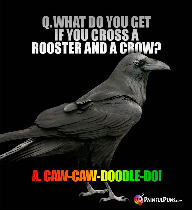 Q. What do you get if you cross a rooster and a crow? A. Caw-caw-doodle-do!