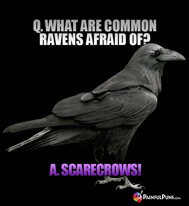 Q. What are common ravens afraid of? a. Scarecrows!