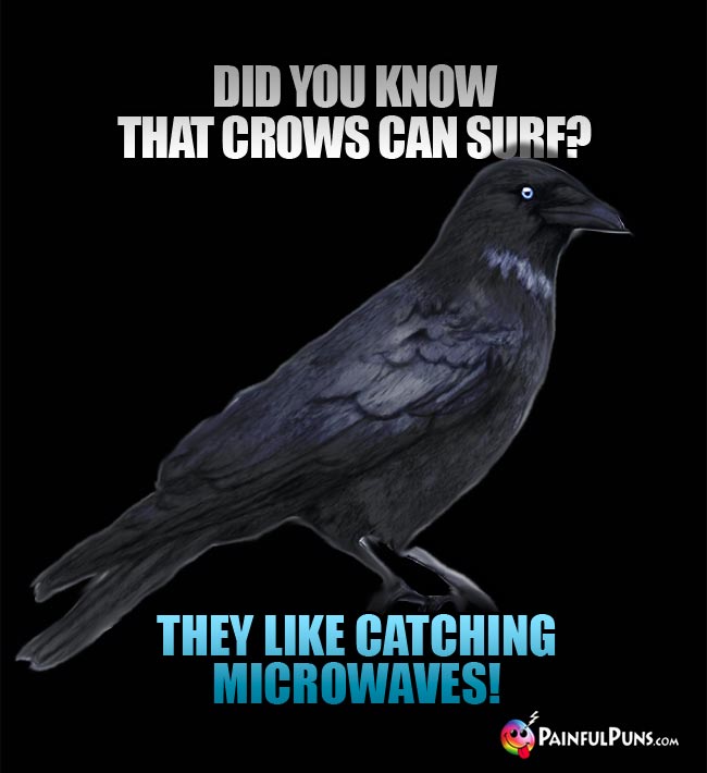 Did you know that crows can surf? They like catching microwaves!