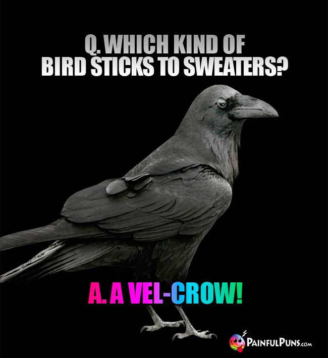 Q. Which kind of bird sticks to sweaters? A. A Vel-Crow!