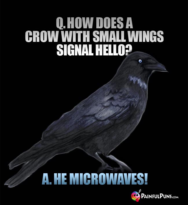 Q. How does a crow with small wings signal Hello? A.. He Microwaves!