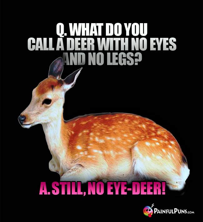 Q. What do you call a deer with no eyes and no legs? A. Still, no eye-deer!