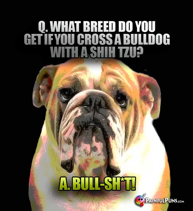 Q. What breed do you get if you cross a Bulldog with a Shih Tzu? A. Bull-Sh*t!