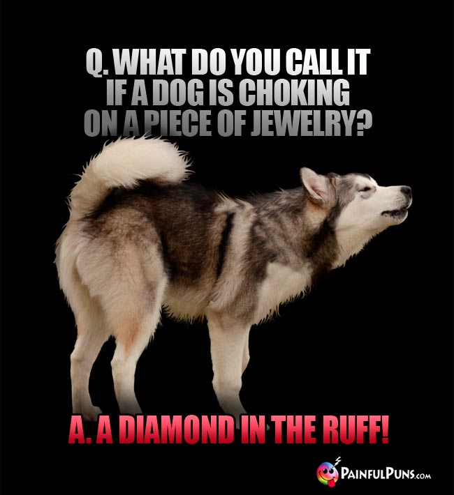 Q. What do you call it if a dog is choking on a piece of jewelry? a. A diamond in the ruff!