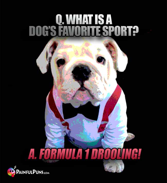 Q. What is a dog's favorite sport? A. Formula 1 Drooling!