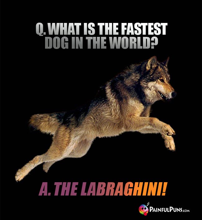 Q. What is the fastest dog in the world? A. The Labraghini!