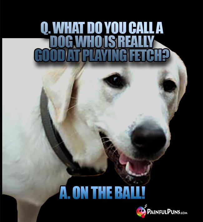 Q. What do you call a dog who is really good at playing fetch? A. On The Ball!