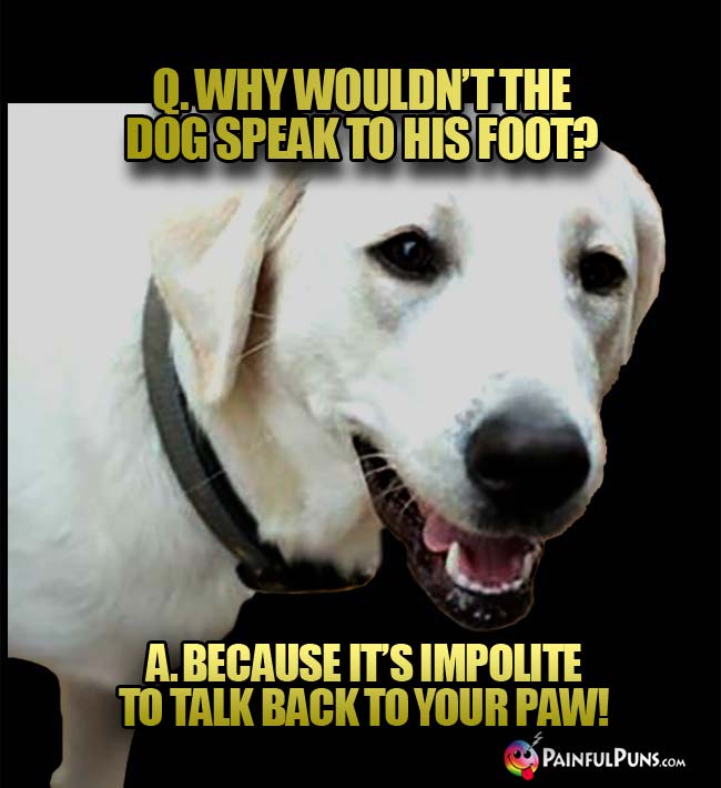 Q. Why wouldn't the dog speak to his foot? a. Because it's impolite to talk back to your paw!