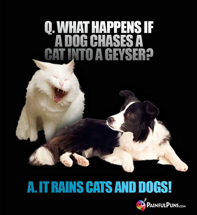 Q. What happens if a dog chases a cat into a geyser? A. It rains cats and dogs!