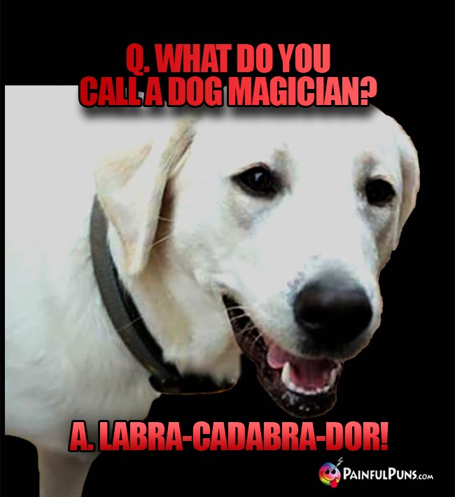 Q. What do you call a dog magician? A. Labra-Cadabra-Dor!
