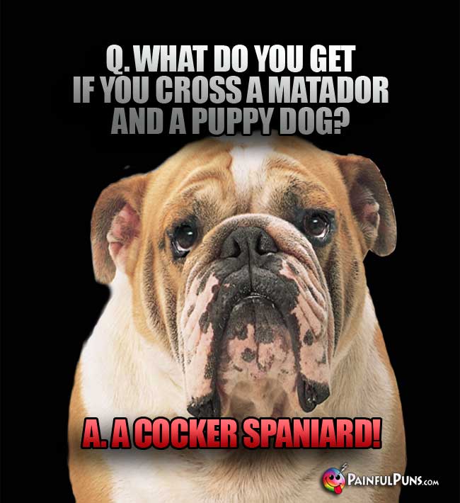 Q. What do you get if you cross a matador and a puppy dog? A. A Cocker Spaniard!