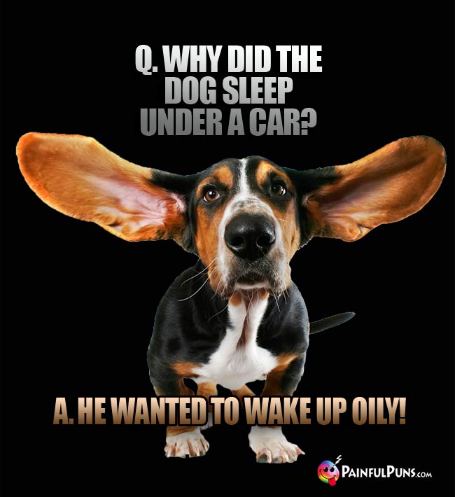 Q. Why did the dog sleep under a car? A. He wanted to make up oily!