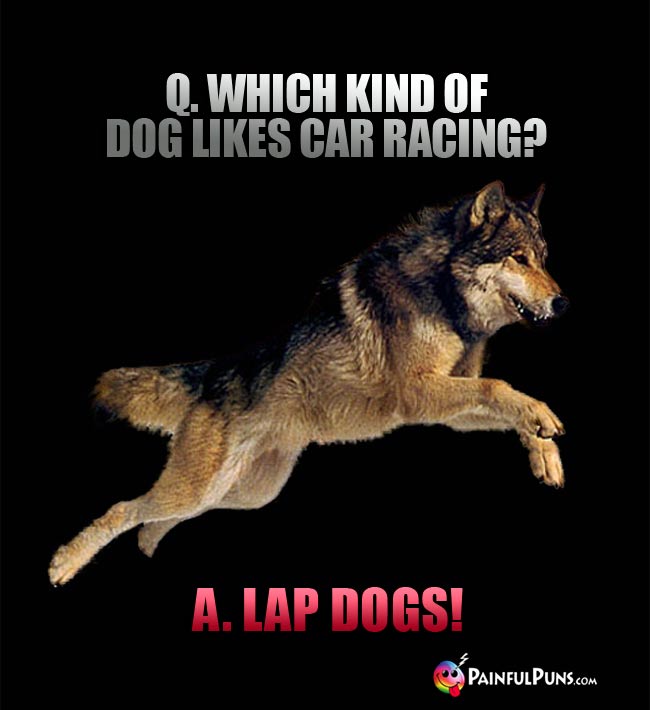 Q. Which kind of dog likes car racing? A. Lap Dogs!