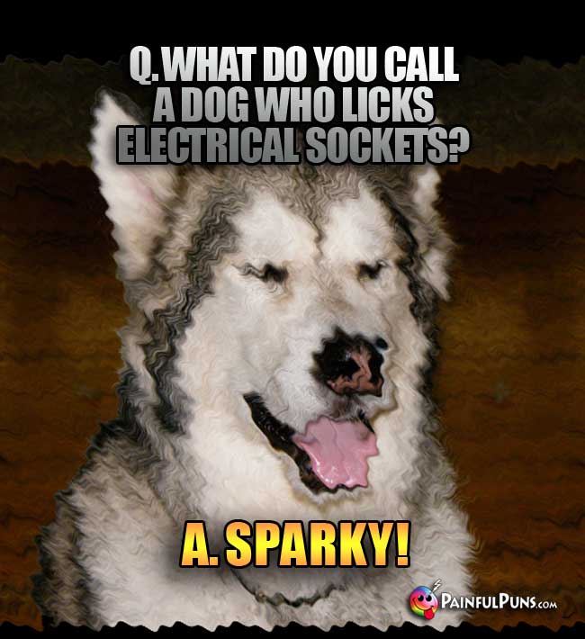 Q. What do you call a dog who licks electrical sockets? a. sparky!
